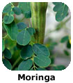 Moringa